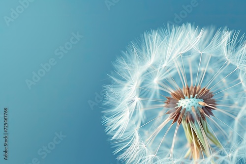 dandelion head