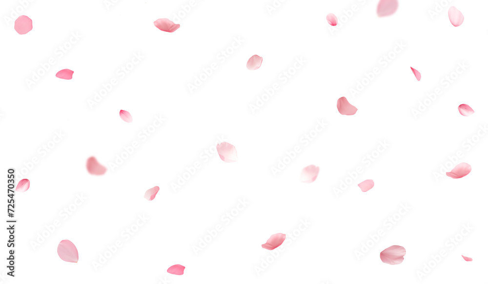 Cherry blossom petals falling on a transparent background