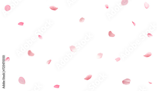 Cherry blossom petals falling on a transparent background photo