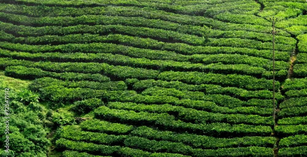 a vast expanse of tea plantations in a misty mountainous area a vast expanse of tea plantations in a misty mountainous area