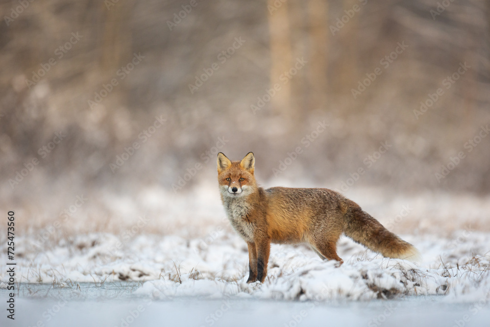 Naklejka premium Fox Vulpes vulpes in winter scenery, Poland Europe, animal walking among snowy meadow