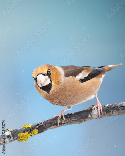 Foto Hawfinch Coccothraustes coccothraustes amazing bird perched on tree blurred back
