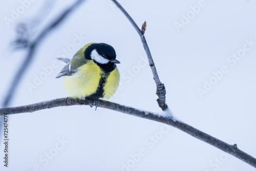 Great tit (Parus major) on a branch