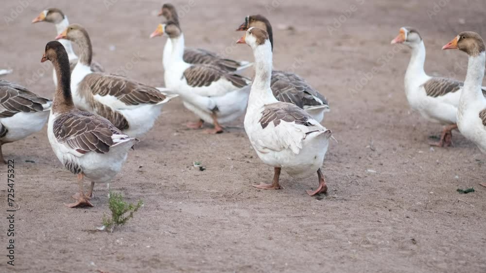 Funny scene with pooping goose on a walk with the whole flock along a farm road Funny scene with pooping goose on a walk with the whole flock along a farm road