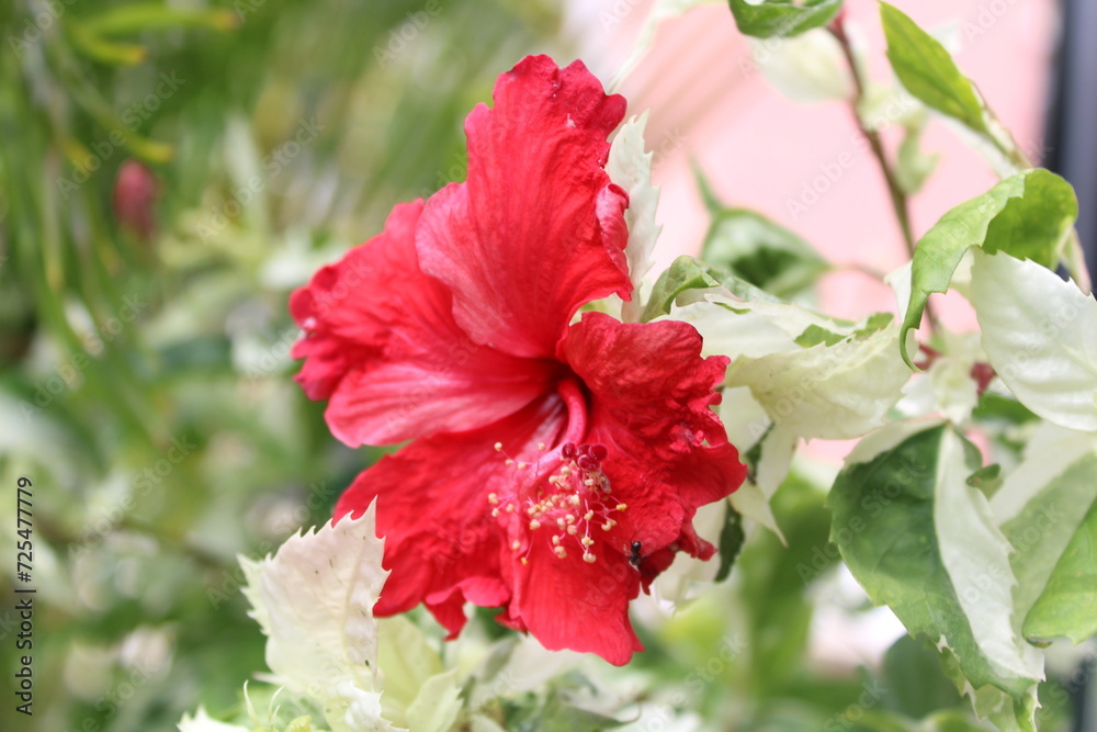 Closeup of a red hibiscus flower in a garden