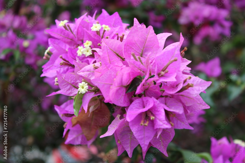Closeup of great bougainvillea flower in a garden