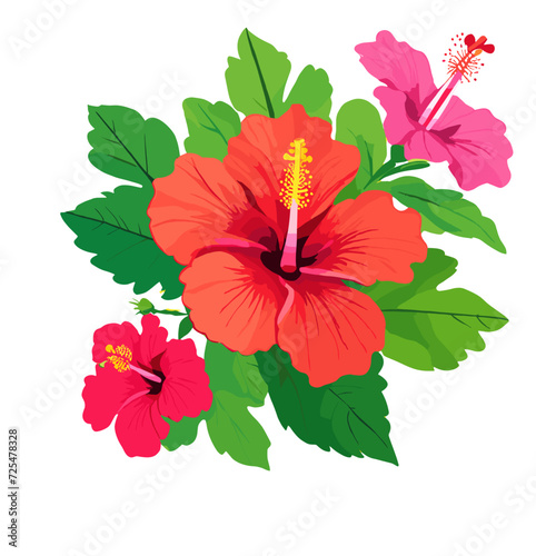 hibiscus flower isolated on white