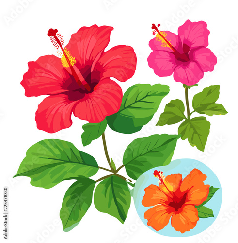 hibiscus flower isolated on white