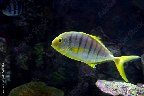 Golden toothless trevally fish in aquarium water