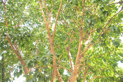 Lookup view large cluster fig or Ficus racemose tree with ripen, green fruits growing on branch, tree trunk, red river fig, gular termed cauliflory at tropical garden orchard in Nha Trang photo