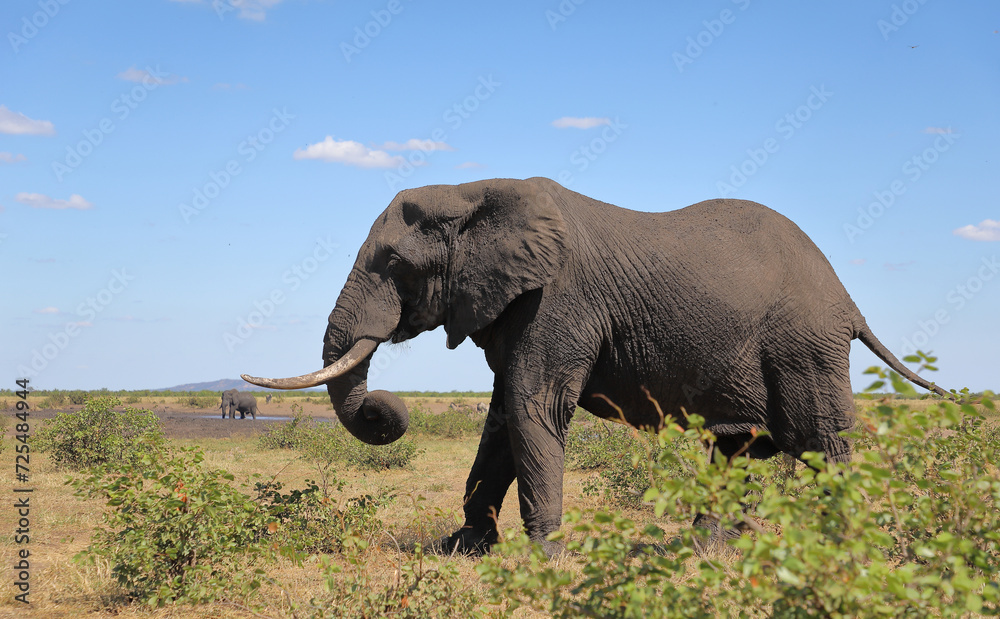 Obraz premium Afrikanischer Elefant / African elephant / Loxodonta africana