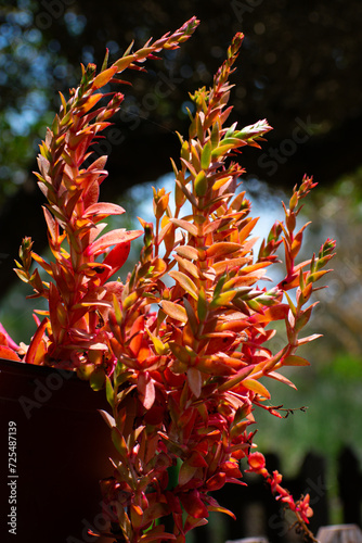 red and yellow flower