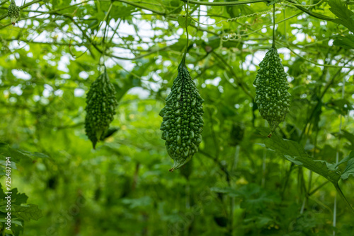 Fresh green Bitter melon hanging on the garden in Bangladesh. Close-up and Shallow depth of field view