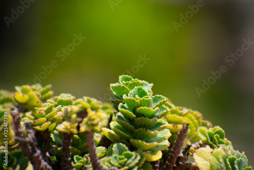 close up of fern