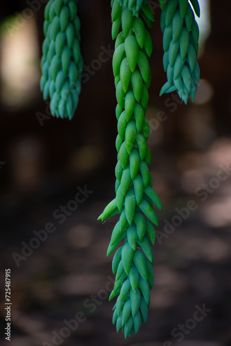 green fern in the garden