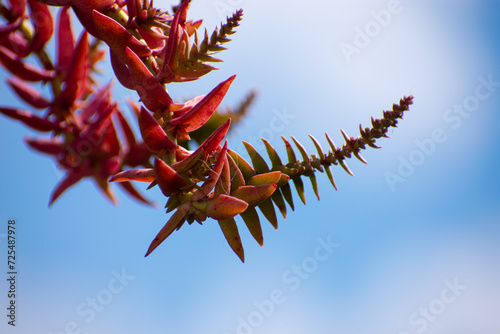 red and yellow leaves