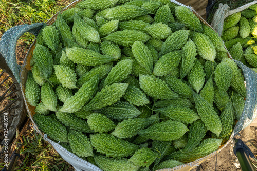 Green bitter gourds are kept in baskets for sale in the market.