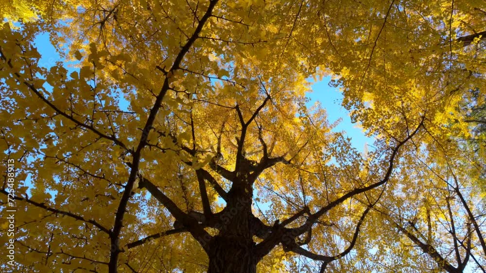 黄色く紅葉した木を見上げた風景。 黄色く紅葉した木を見上げた風景。