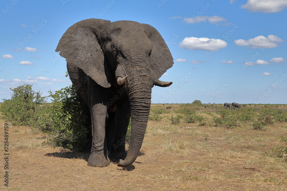 Fototapeta premium Afrikanischer Elefant / African elephant / Loxodonta africana