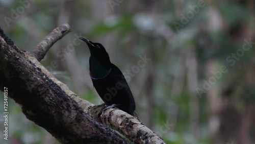 Magnificent riflebird or Ptiloris magnificus seen in Nimbokrang in West Papua photo