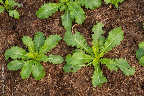 Obraz na plátne Mustard 'Green in Snow' tolerant to cold weather and frost is growing in healthy soil outdoors in winter