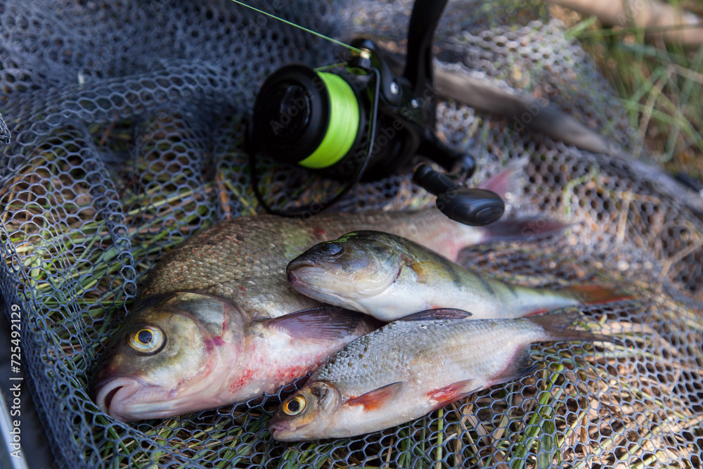 Assort kinds of fish - freshwater common bream, common perch or European perch, white bream or silver bream and fishing rod with reel on black fishing net.. Assort kinds of fish - freshwater common bream, common perch or European perch, white bream or silver bream and fishing rod with reel on black fishing net..