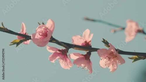 Tree Branch With Beautiful Fresh Pink Flowers In Full Bloom. Delicate Pink Flower Head In Sunlight. photo