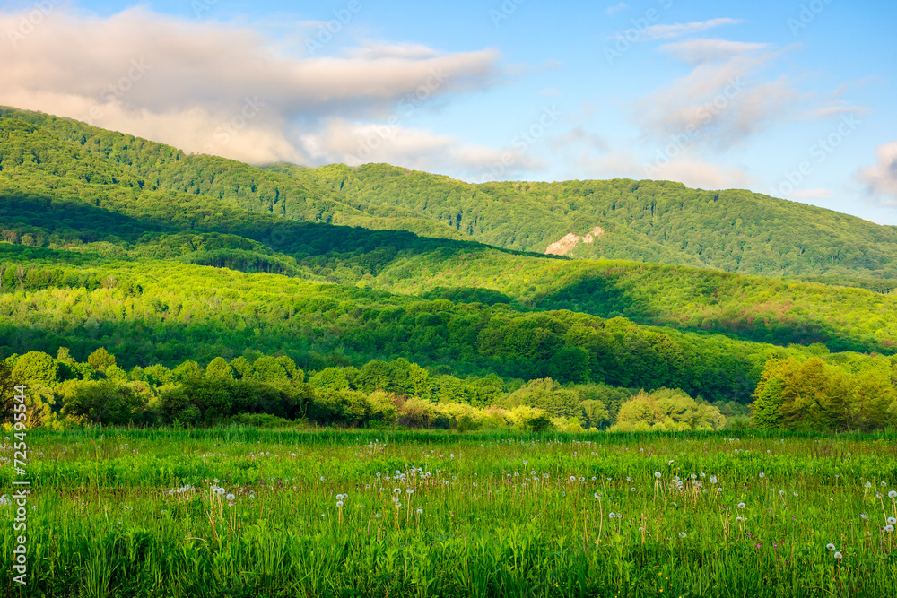 carpathian countryside scenery in spring. mountainous rural landscape of ukraine with grassy field in front of a forested hill beneath a blue sky with fluffy clouds in morning light
