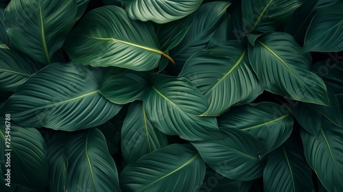 leaves of Spathiphyllum cannifolium  abstract dark green texture  nature background  tropical leaf