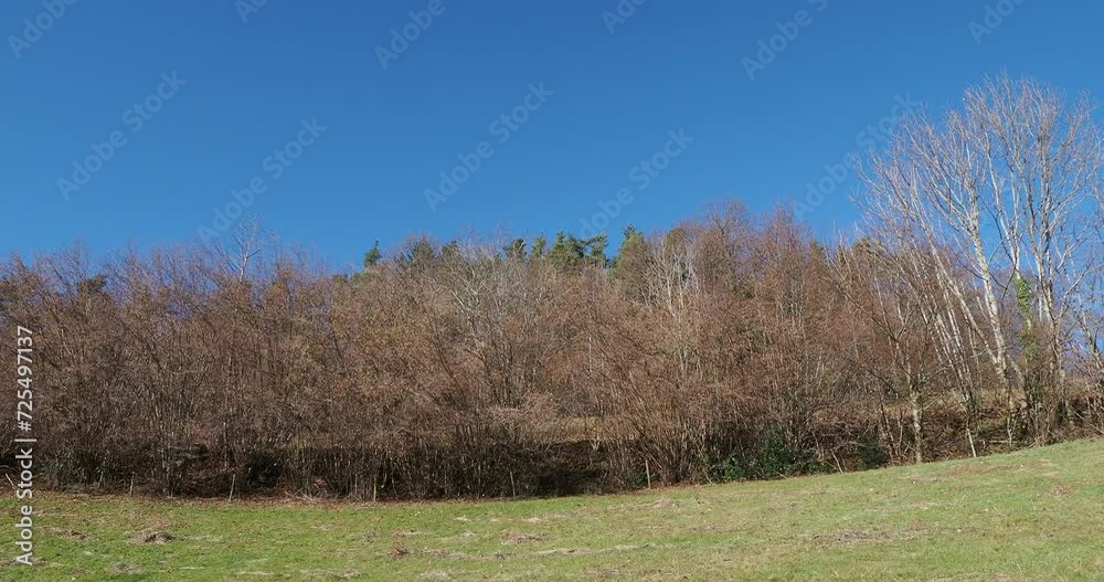 Haie de noisetiers communs (Corylus avellana) aux branches et rameaux bruns et nus en hiver portant à inflorescence en épis pendant jaunâtre en limite de champ sous un ciel bleu
Haie de noisetiers communs (Corylus avellana) aux branches et rameaux bruns et nus en hiver portant à inflorescence en épis pendant jaunâtre en limite de champ sous un ciel bleu