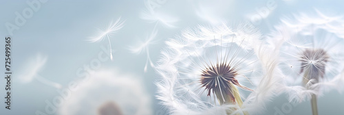 white dandelion on a white background The simplicity and purity of the ethereal and tranquil essence of this charming botanical condolence  grieving card  loss  funerals  support