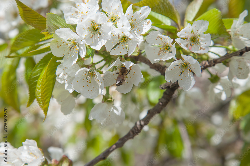 Obraz premium Close up view of working honeybee on white flower of sweet cherry tree. Collecting pollen and nectar to make sweet honey.
