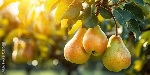 fresh pears growing on a tree in the garden. The scene exudes the essence of nature's abundance, showcasing the vibrant and fresh produce of a fruitful harvest season.
 photo