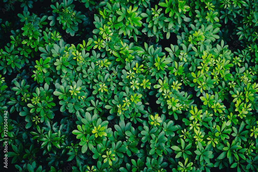 Obraz premium Green image of a tree planted as a bush in the garden. Looking at it, it feels comfortable and refreshing. It makes me feel close to nature and relieves fatigue.