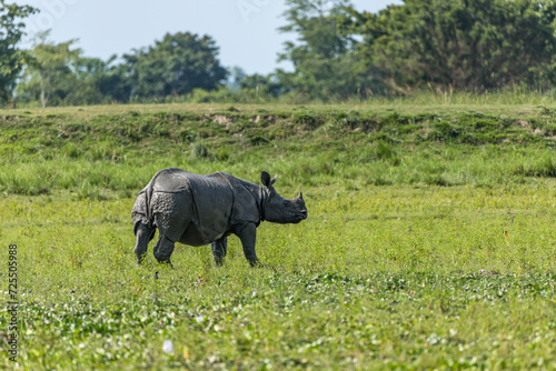 Great indian rhinoceros grazing in Kaziranga National Park,UNESCO world heritage site, assam, India, Asia photo