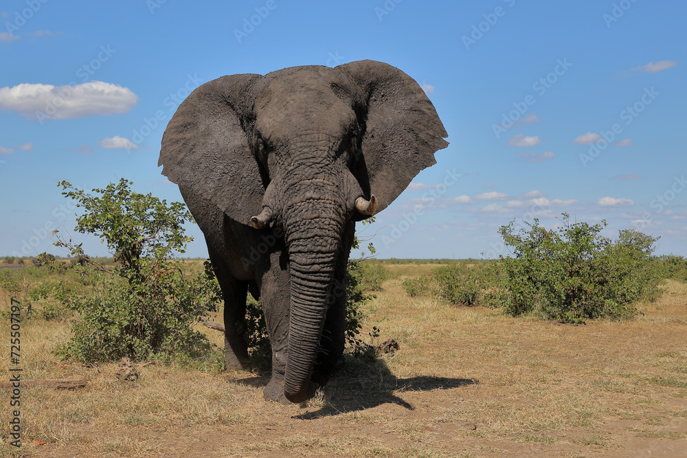 Obraz premium Afrikanischer Elefant / African elephant / Loxodonta africana