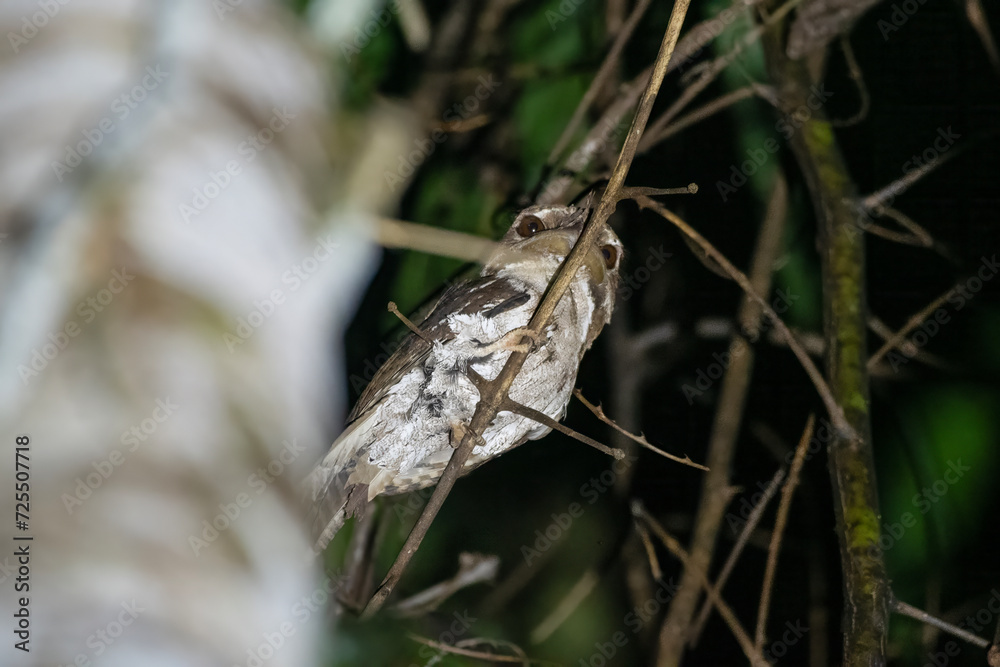 Marbled Frogmouth or Podargus ocellatus seen in Nimbokrang ,West Papua,Indonesia Marbled Frogmouth or Podargus ocellatus seen in Nimbokrang ,West Papua,Indonesia