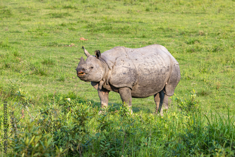 Obraz premium Great indian rhinoceros grazing in Kaziranga National Park,UNESCO world heritage site, assam, India, Asia