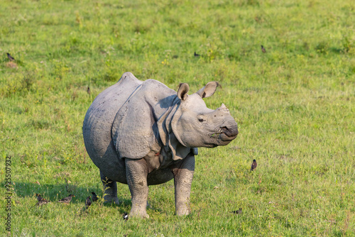 Great indian rhinoceros grazing in Kaziranga National Park,UNESCO world heritage site, assam, India, Asia