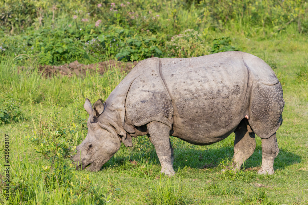 Obraz premium Great indian rhinoceros grazing in Kaziranga National Park,UNESCO world heritage site, assam, India, Asia