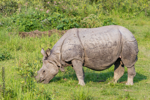 Great indian rhinoceros grazing in Kaziranga National Park UNESCO world heritage site  assam  India  Asia