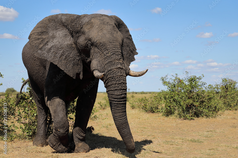 Fototapeta premium Afrikanischer Elefant / African elephant / Loxodonta africana