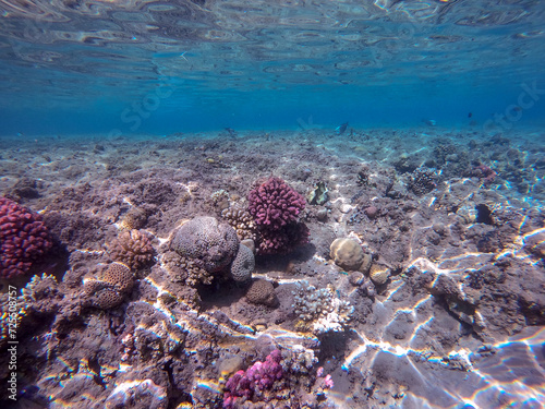 Wallpaper Mural Underwater life of reef with corals and tropical fish. Coral Reef at the Red Sea, Egypt. Torontodigital.ca