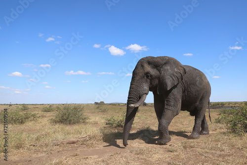 Afrikanischer Elefant / African elephant / Loxodonta africana