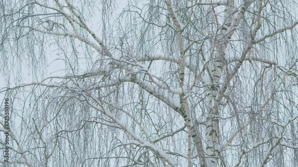 Deciduous Autumn Or Winter Landscape. Branches With Golden Leaves In Forest.