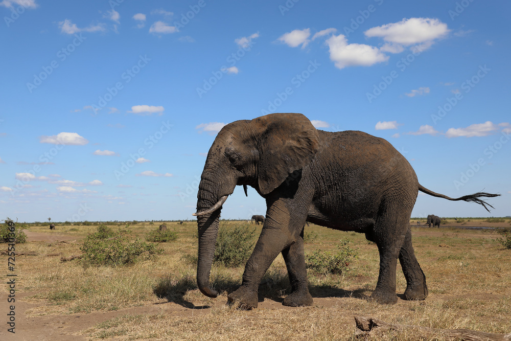 Obraz premium Afrikanischer Elefant / African elephant / Loxodonta africana