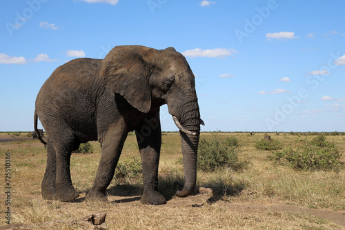 Afrikanischer Elefant / African elephant / Loxodonta africana