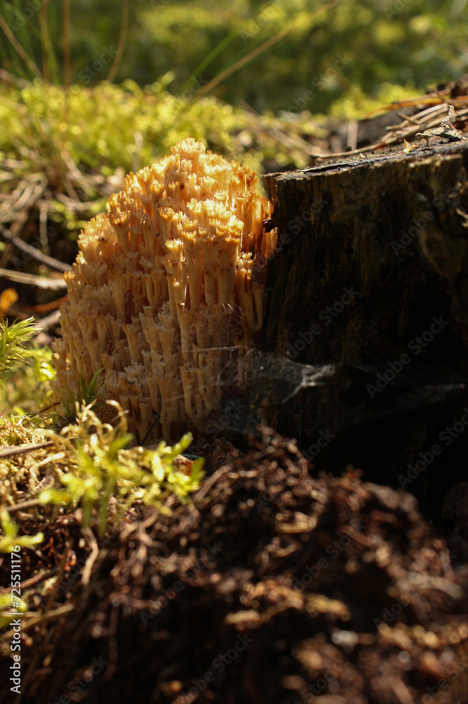 Ramaria flava, yellow coral mushroom edible growing in the forest Ramaria flava, yellow coral mushroom edible growing in the forest