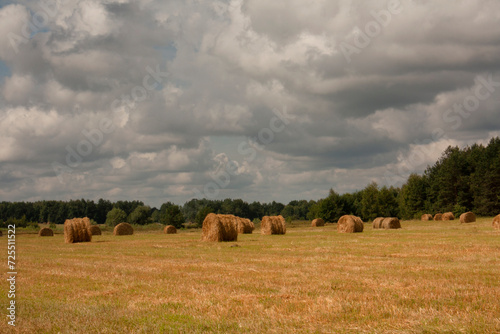 Straw collected in bales on a harvested wheat field, cloudy sky over the field, early autumn 