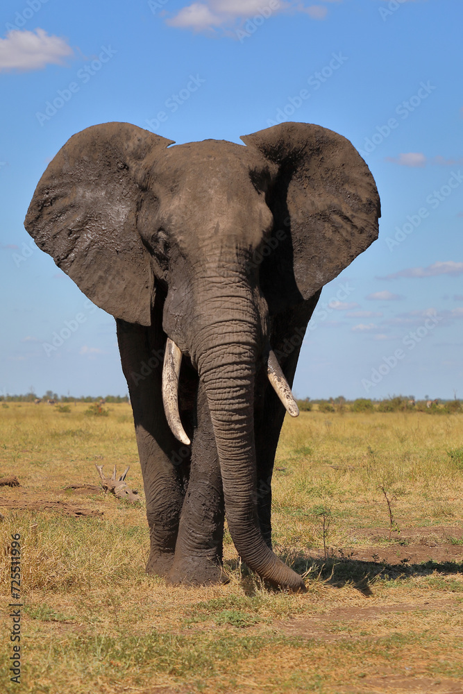 Fototapeta premium Afrikanischer Elefant / African elephant / Loxodonta africana